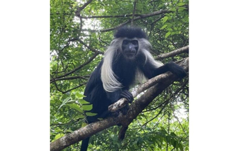 A Colobus Monkey at the Diani Fragmented Forest Ecosystem. Photo courtesy of Colobus Conservation