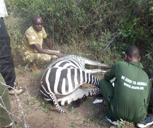 Rescues and De-snaring in Soysambu Conservancy