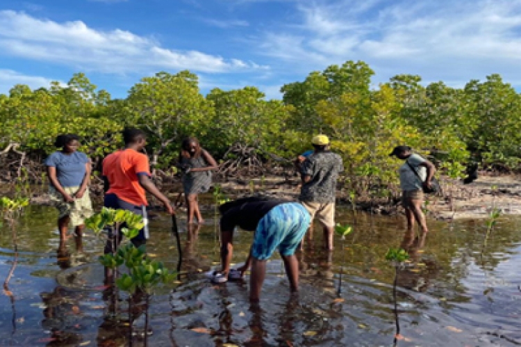 A Group Promote Restoration by Planting Trees at the Mangrove Tree Nursery
