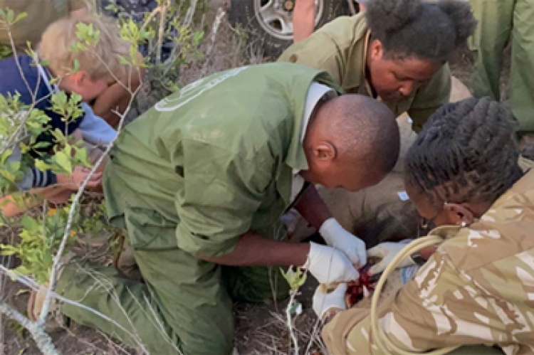 ANAW, Kenya Wildlife Service (KWS) and Sheldrick Wildlife Trust Attend to an Animal during a Rescue in El Karama Ranch on February 