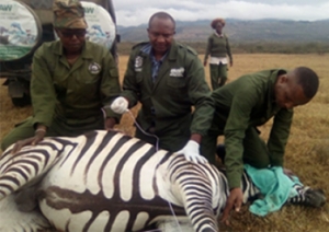 Two Zebras With Snares Rescued at Soysambu Conservancy, Kenya