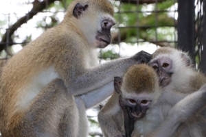 Two Primates Treated and Released to the Wild