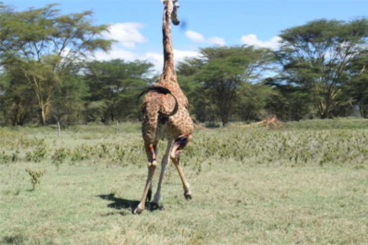 A treated giraffe leaps back to its habitat