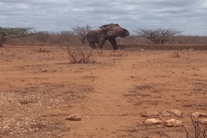  An Elephant Sighting during Patrol and the Dry Kasigau Ranch