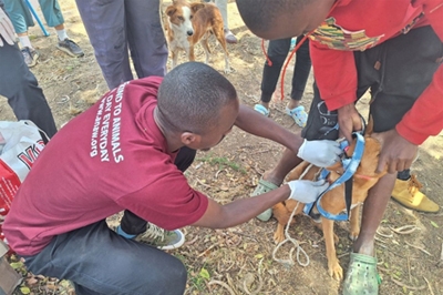 Over 5,000 Animals Vaccinated During Mass Anti-Rabies Campaign with the Julie Kelly Team of International Veterinary Volunteers and Doctors