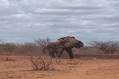 Devastating Cases of Human-Elephant Conflict on the Rise in Kasigau