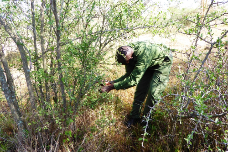 Staff took part in a desnaring Activity at Roysambu