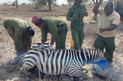 The ANAW and KWS Team take part in a Rescue Operation. The Project is integral under the Anti-Bushmeat Campaign