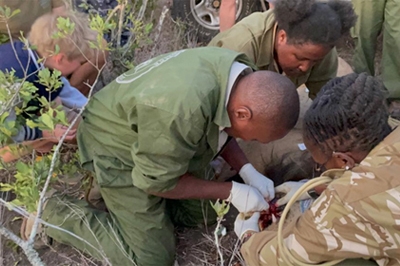 Rescue Team Successfully Attend to Varied Animals in Machakos, Kajiado and Laikipia Counties