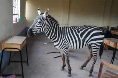 The Male Zebra Takes Refuge in a Classroom