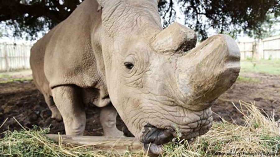 China s Lifting of its Rhino Horn Ban Reverberates in a Kenyan School