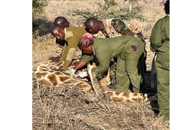 A Giraffe’s Medical Condition Examined and Investigated as Desnaring Takes Place