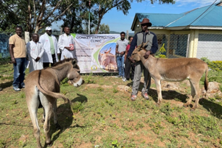 Celebrating National Donkey Day with Community Members in Migori County