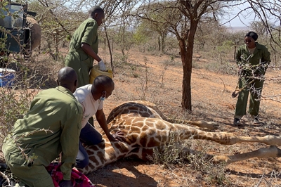The Giraffe Being Treated by the Rescue Team